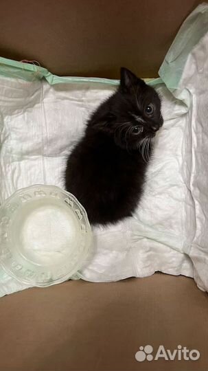 Котенок 2 месяца девочка