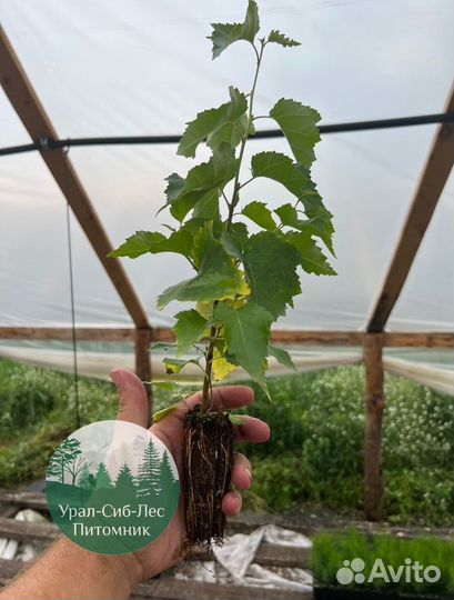 Зкс Сосна сеянцы Ели Лиственницы окс Голуб Горная