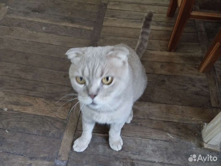 Шотландская