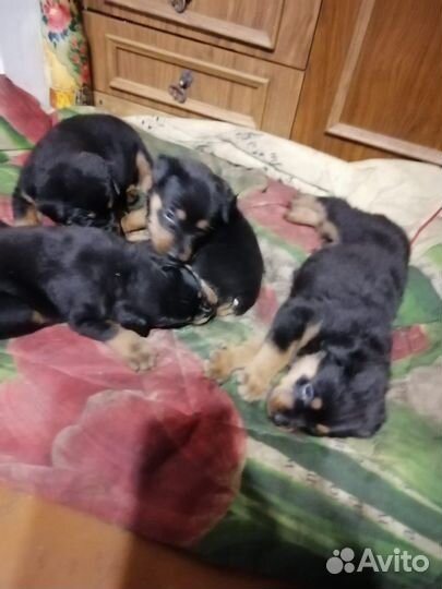 Собаки щенки ротвейлер