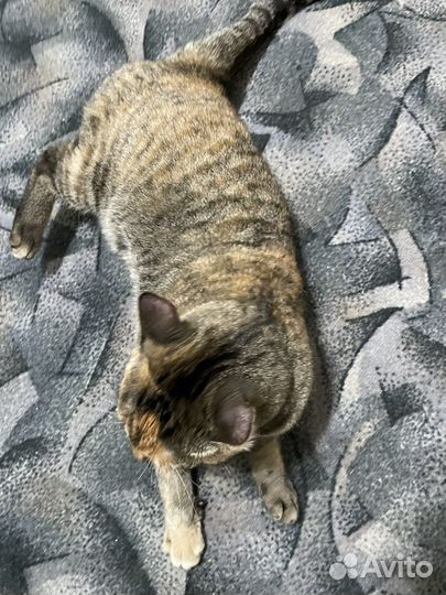 Найдена кошка