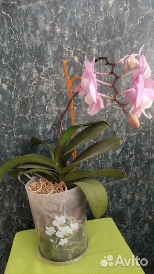 Орхидея фаленопсис