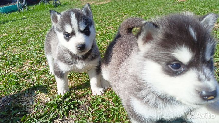 Щенки сибирской хаски
