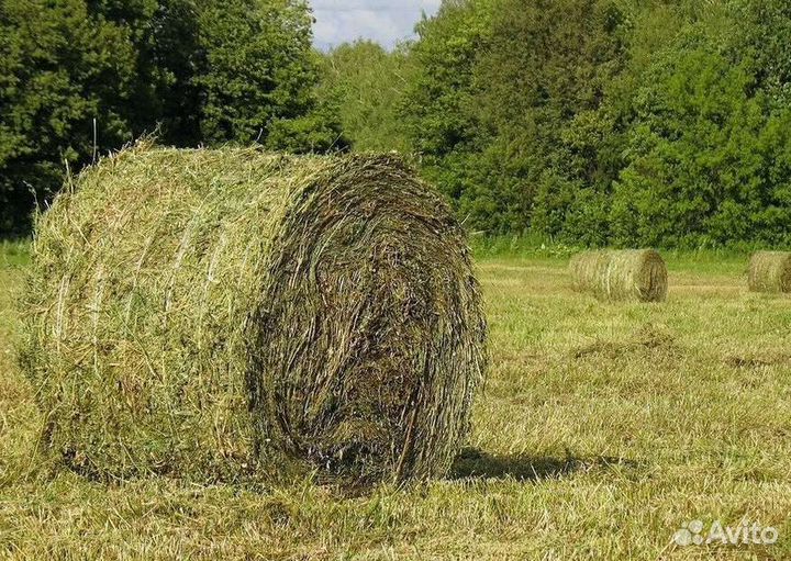 Сено в рулонах 2022