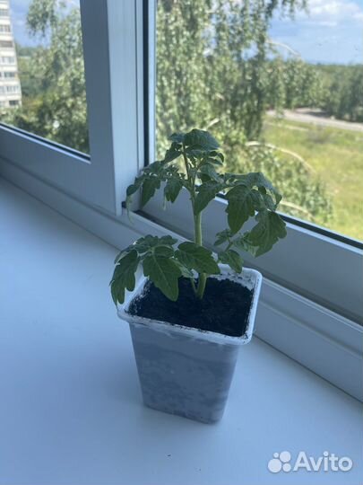 Рассада помидор черри комнатные