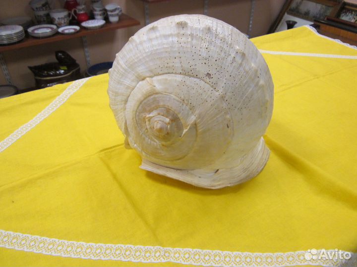 Большая ракушка раковина 30*20