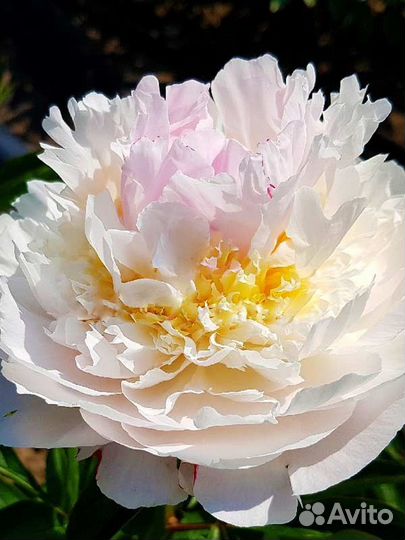 Пионы сортовые зимостойкие