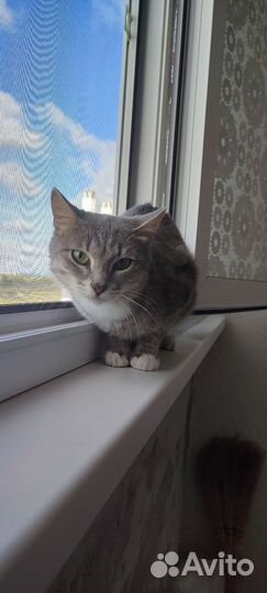 Кошка в частный дом
