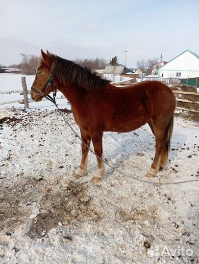 Продам лошадь
