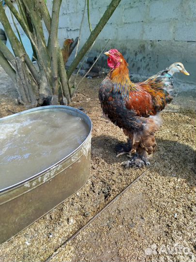 Петух брама