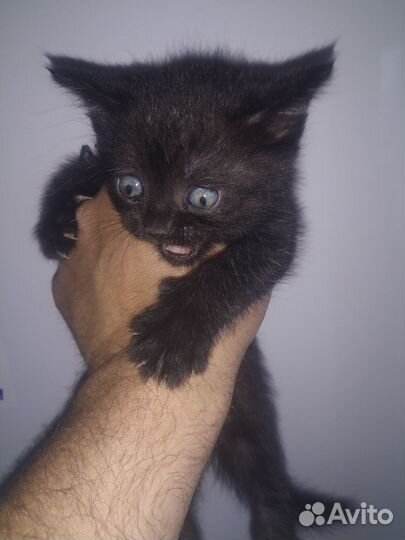 Шотландский котенок