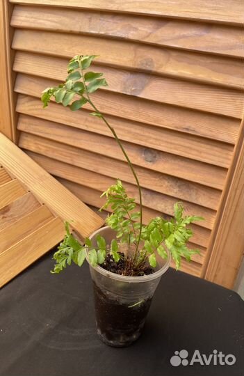 Нефролепис Фальката Фурканс мутешейн