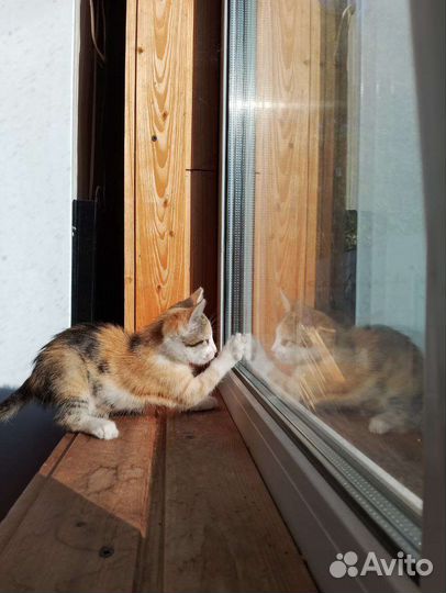 Трехцветный котенок девочка