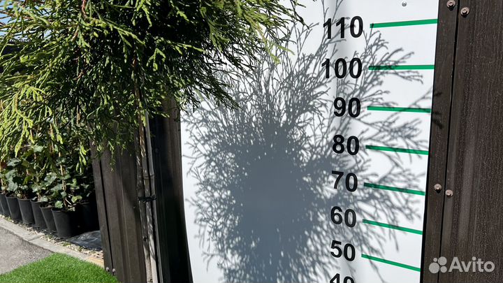 Туя на штамбе 130 см