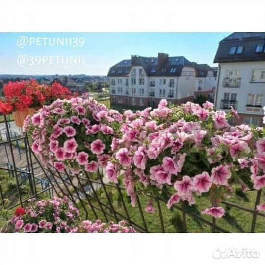 Рассада петунии