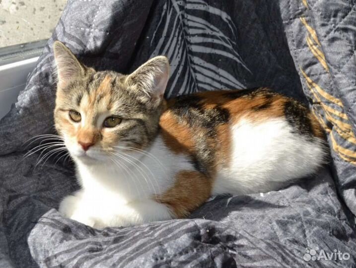 Кошка в дар