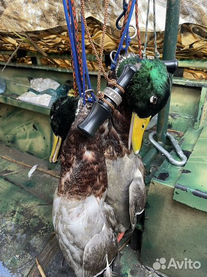 Манок на утку