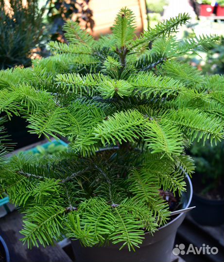 Пихта корейская Молли