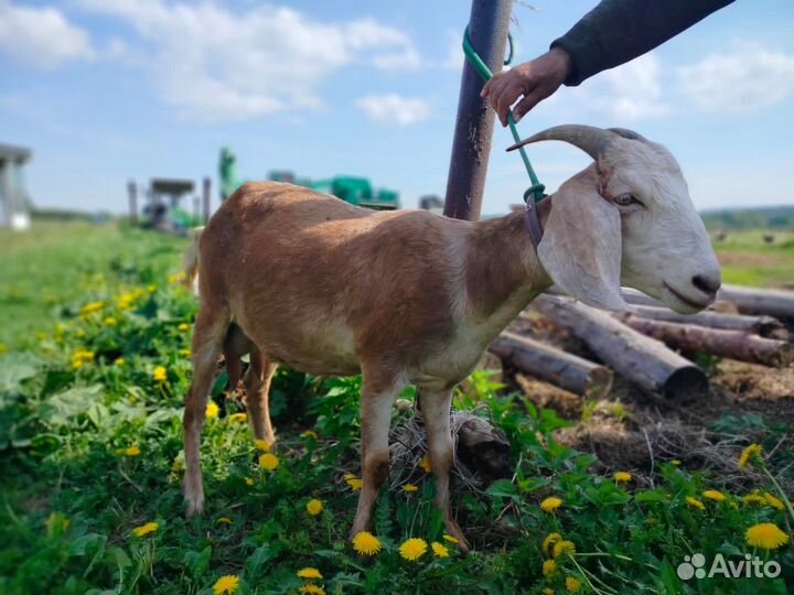 Коза дойная
