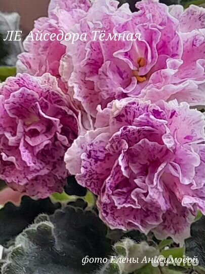 Сортовые фиалки стартеры