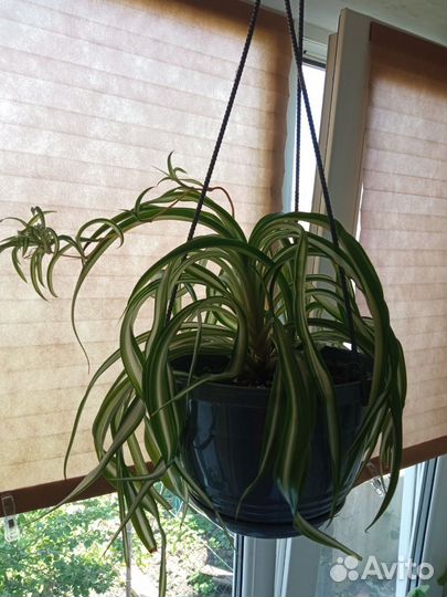 Хлорофитум кудрявый