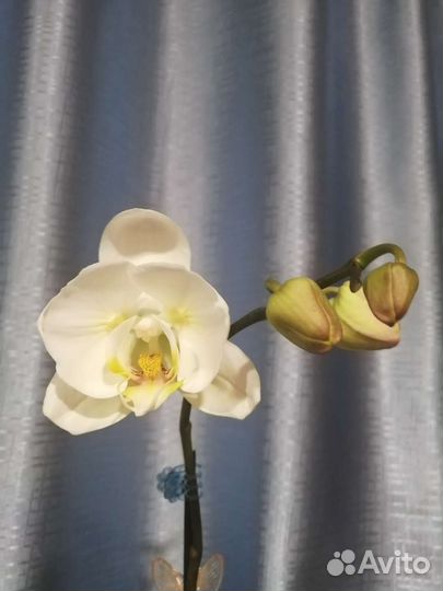 Орхидея Фаленопсис бабочка Сого Юкидан es