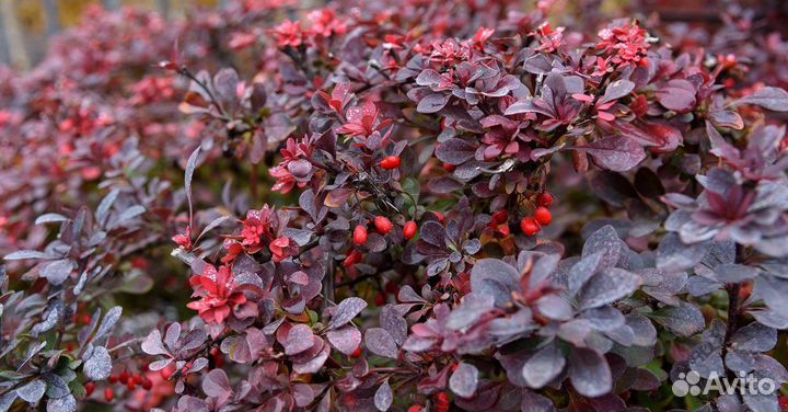 Саженцы барбариса краснолистного