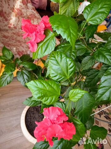 Гибискус,комнатная роза