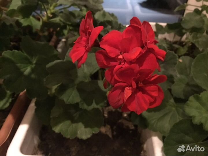 Комнатные цветы