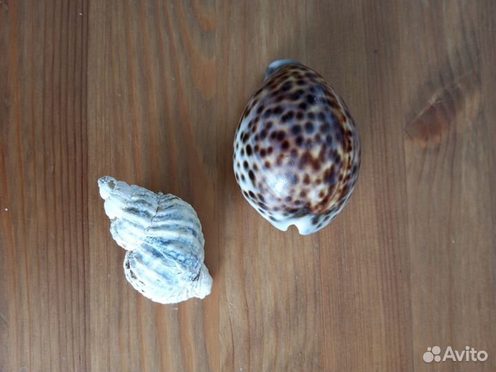 Сачок, ракушки, грунт для аквариума