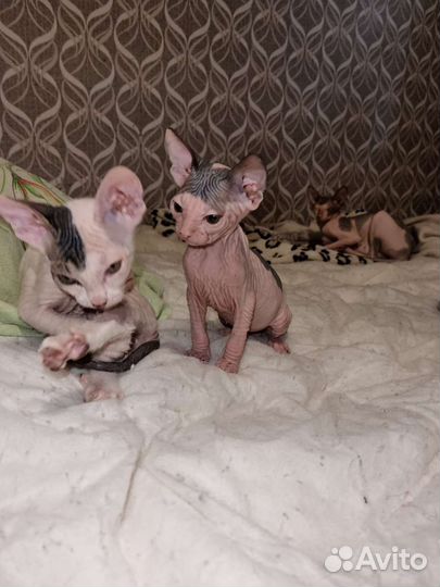 Канадский сфинкс котенок