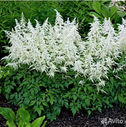 Гортензия, форзиция, астильбы, флоксы