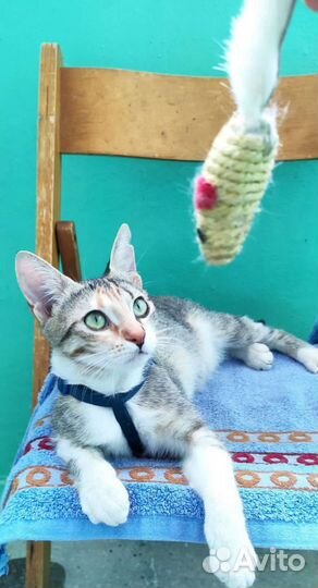 Кошка красивая отдадим в добрые руки