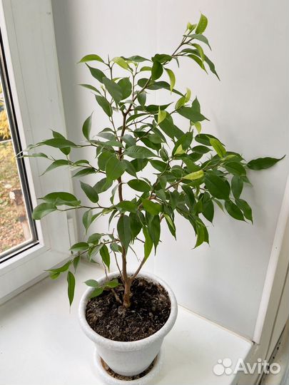 Аспарагус и фикус бенджамина