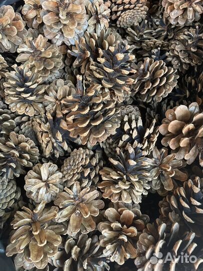 Шишки сосновые цена за 1 шт
