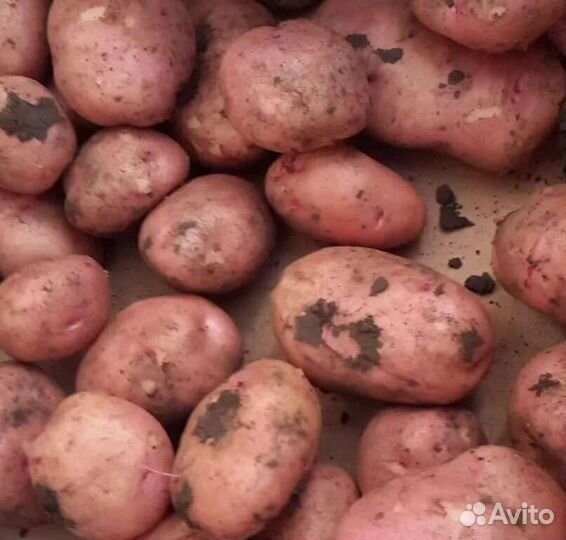 Лист мята, Мелиса, малина, и саженцы