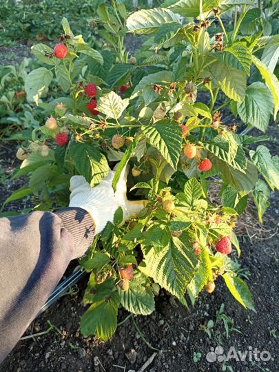 Саженцы Малины топовых Сортов Маравила Энросадира