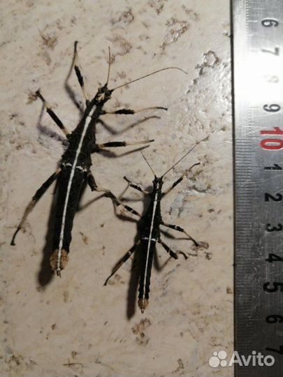 Богомол, палочники редкие виды