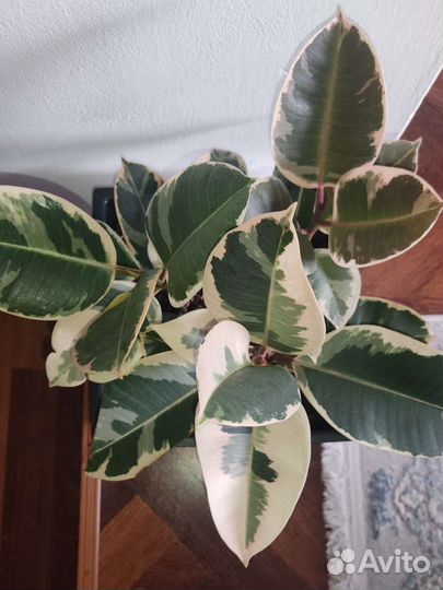 Фикус эластика тинеке