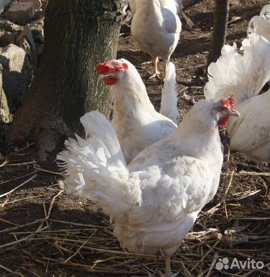 Куры несушки и петух