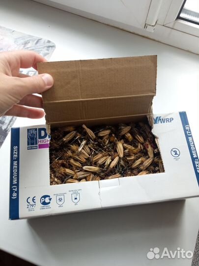 Бархатцы семена