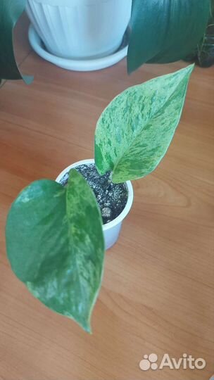 Сциндапсусы и эпипремнумы