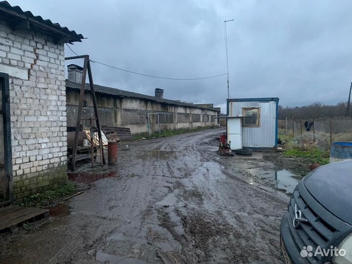 Животноводческая ферма