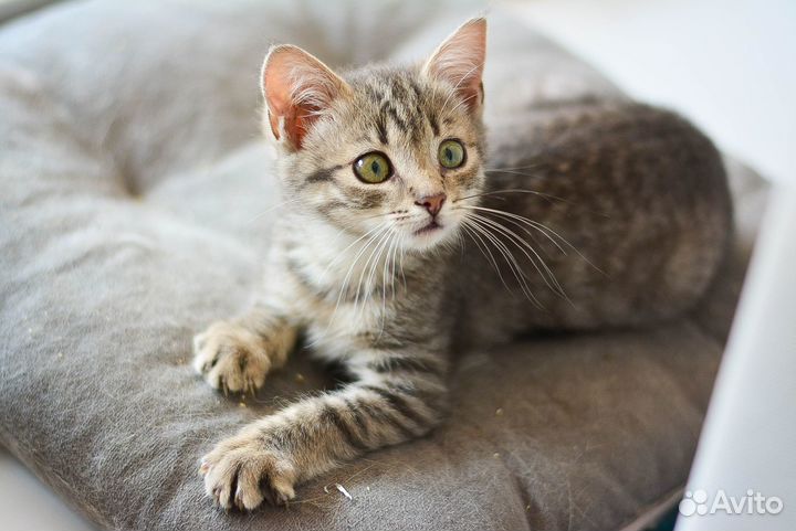 Котенок из Шебекино в добрые руки