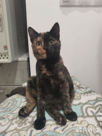 Котенок в добрые руки