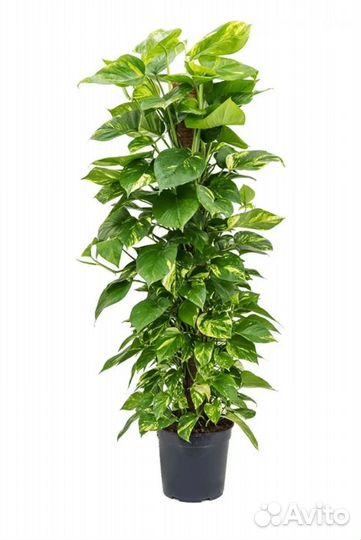 Комнатные цветы эпипремнум