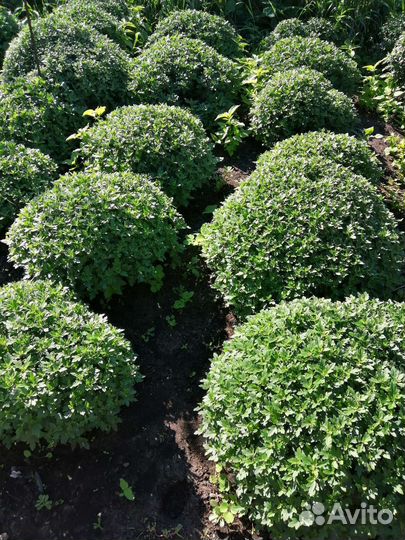 Хризантемы мультифлора