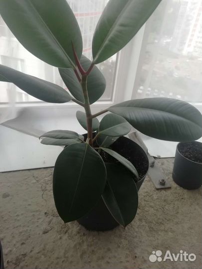 Фикус каучуконосный