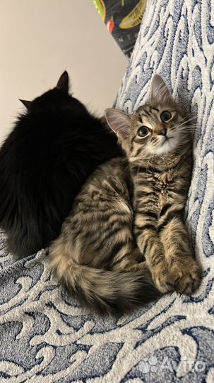 Отдам котенка в добрые руки