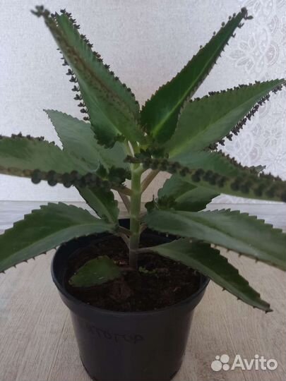 Каланхоэ лечебное